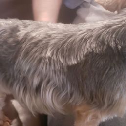 My poor dog has a bad haircut My poor dog has a bad haircut