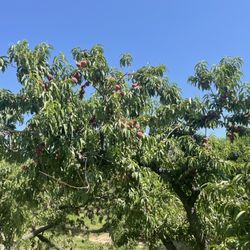 Jenkin’s Farm - Trees were loaded with peaches!