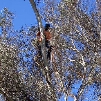 Phillip's Tree Service - Tree Services Near Me - Vista, California Phillip's Tree Service - Tree Services Near Me - Vista, California