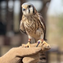 Liberty Wildlife Rehabilitation Foundation - American kestrel