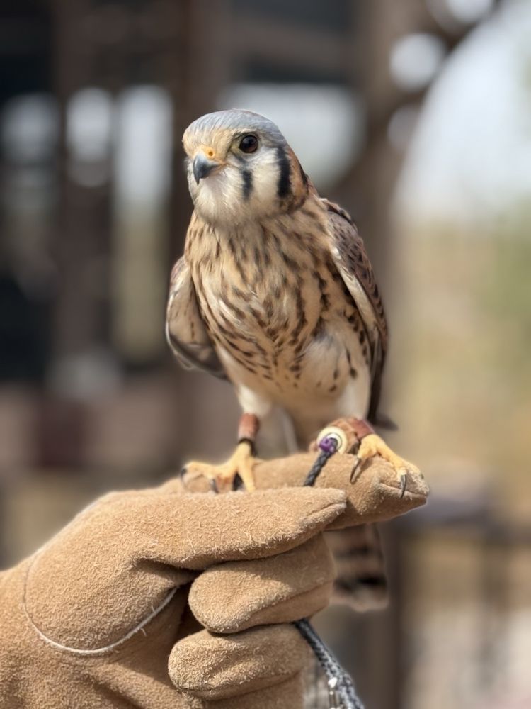 Liberty Wildlife Rehabilitation Foundation - social services organization in Phoenix, AZ