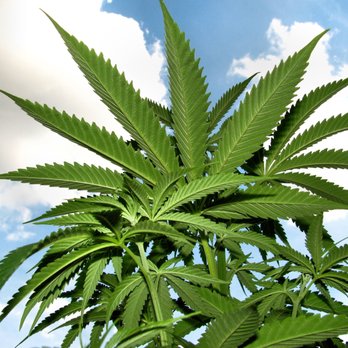 Higher Yields Cannabis - Business Consulting Near Me - Denver, Colorado Higher Yields Cannabis - Business Consulting Near Me - Denver, Colorado