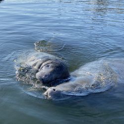 Nature Coast Paddle Adventures - Cuddly Manatees in Kings Bay