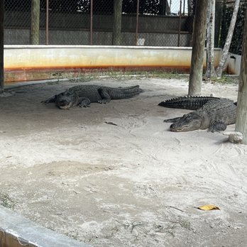 Everglades Safari Park - Amusement Parks Near Me - Miami, Florida Everglades Safari Park - Amusement Parks Near Me - Miami, Florida