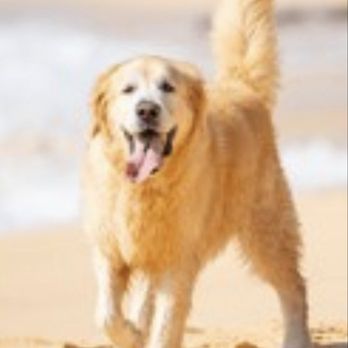 Sunset Beach - Kyia my 11 yr old golden - Beaches Near Me - Seaside Heights, New Jersey Sunset Beach - Kyia my 11 yr old golden - Beaches Near Me - Seaside Heights, New Jersey