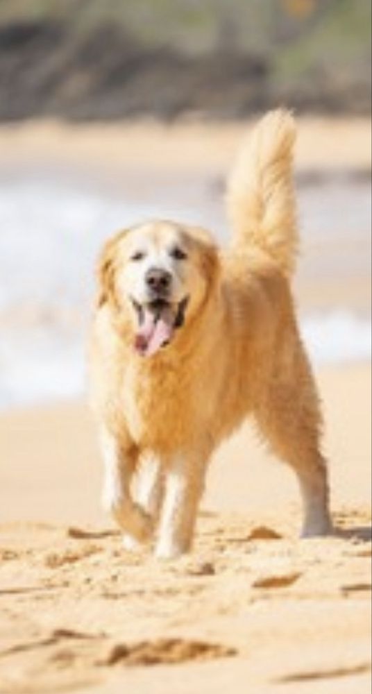 Sunset Beach Logo