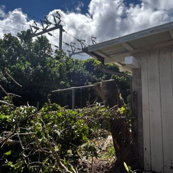 Impact Trees and Landscaping  - Landscaping Near Me - Honolulu, Hawaii