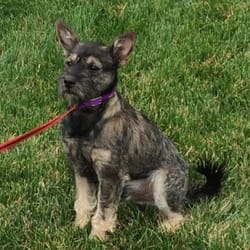 A Dog's World - Our Rescue Dog Winston was a day guest at the new A Dogs World.  A Schnauzer-Yorkie mix......so they say?