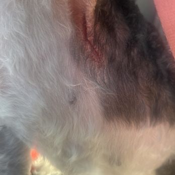 Fritzy's Pet Care Pros - Pet Groomers Near Me Fritzy's Pet Care Pros - Pet Groomers Near Me
