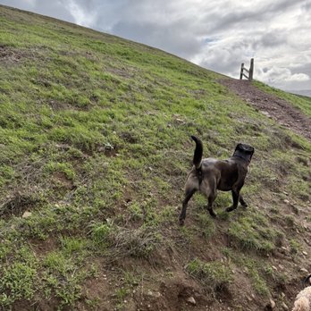 Bernal Heights Park - Dog Parks Near Me - San Francisco, California Bernal Heights Park - Dog Parks Near Me - San Francisco, California