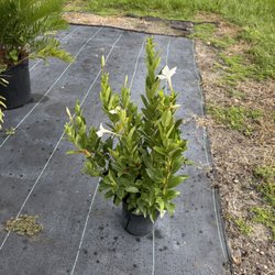 White Diamond Nursery