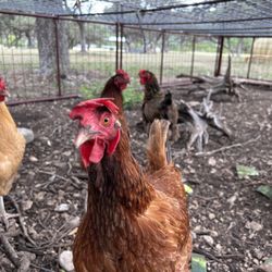 Lost Maples Farms - The other farm girls...ask about purchasing their fresh eggs.