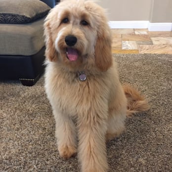 J'adore Pet Grooming - Pet Groomers Near Me J'adore Pet Grooming - Pet Groomers Near Me