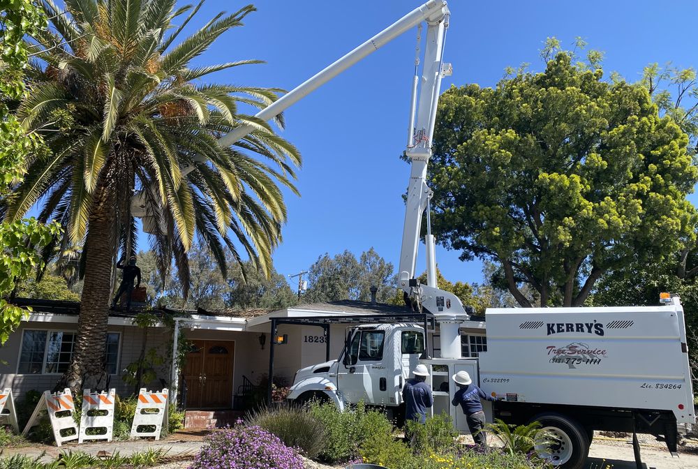 Kerry's Tree Service - tree service in Chatsworth, CA
