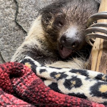 Wildlife Learning Center - Sloth - Zoos Near Me - Sylmar, California