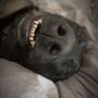Photo of Custom Kare Kennel