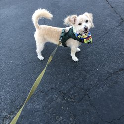 Doggone Salon - After hair cut