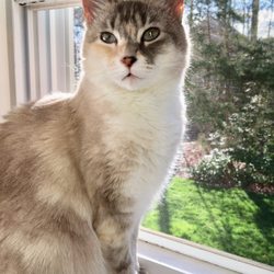 Lovingkindness Veterinary Care