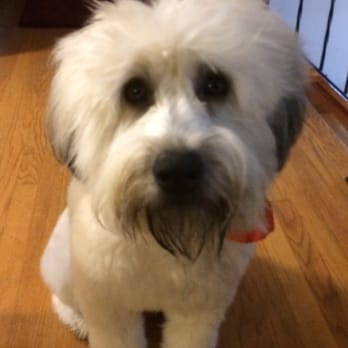 Shampooch Grooming Salon - Beautiful cut!! - Pet Groomers Near Me - Dickson City, Pennsylvania