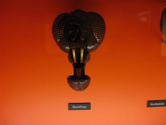 Naturhistorisches Museum Bern by null