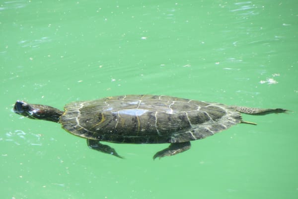 Parco Ducale by null