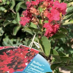Montgomery Pines Nursery - Varieties include Basham, Catawba, Dynamite, Muskogee, Tuscarora, Twilight, Black Diamond, Thunderstruck, and many more.