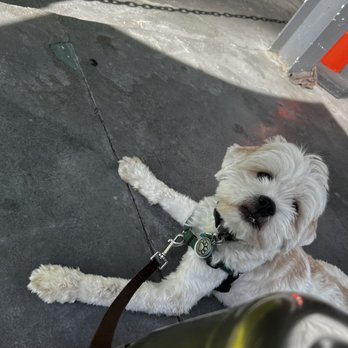 Zoom Room Dog Training - Pet Training Near Me - Sherman Oaks, California Zoom Room Dog Training - Pet Training Near Me - Sherman Oaks, California