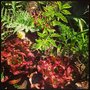 Photo of First Earth Gardens