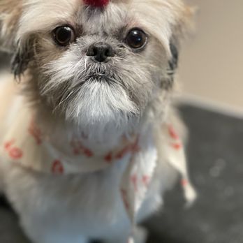 Pretty Paws Dog Grooming - Pet Groomers Near Me - Gilbert, Arizona