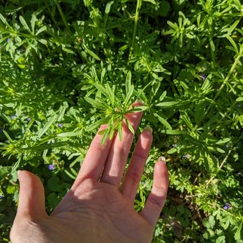 Flourish & Flora - Cleavers - Walking Tours Near Me