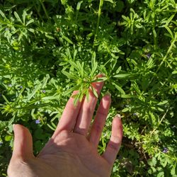 Flourish & Flora - Cleavers