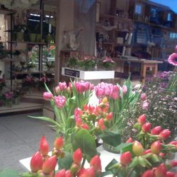 Gärtnerei Linner - Schnittblumen aus eigenem Anbau