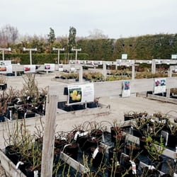 Thyme planteskole - Et mindre udsnit af udvalget af roser