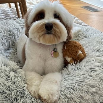 Ez Pet Mobile - Pet Groomers Near Me - Sunnyvale, California