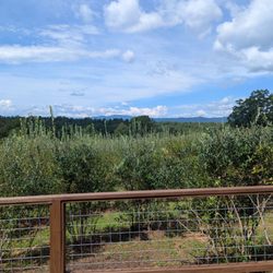 Perry's Berry's Vineyard & Winery
