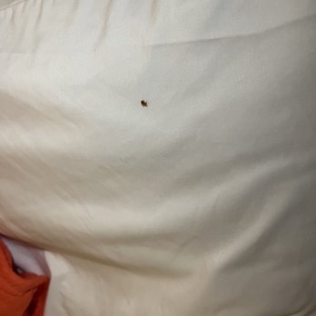 Hawaiian Inn - Bed bugs - Hotels Near Me - Daytona Beach, Florida Hawaiian Inn - Bed bugs - Hotels Near Me - Daytona Beach, Florida