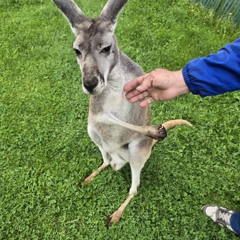 Fall City Wallaby Ranch - Ranches Near Me - Fall City, Washington