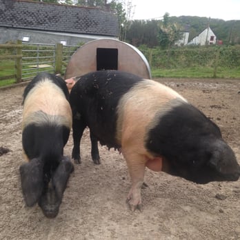Callestick Farm Ice Cream - Ice Cream & Frozen Yogurt Near Me - Truro, CON