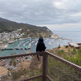Catalina Island - Local Flavor Near Me Catalina Island - Local Flavor Near Me
