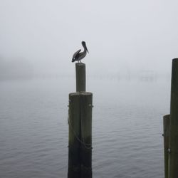 D'Iberville Public Marina - Pelican