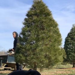 Harlan Tree Farm - The nice tree cutting gentleman!