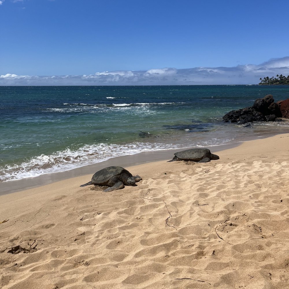Sandy Cheeks Tours - Sea turtles - Tours Near Me Sandy Cheeks Tours - Sea turtles - Tours Near Me