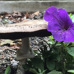 Magic in the backyard