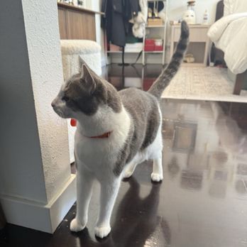 Eagle Mobile Pet Grooming - Pet Groomers Near Me Eagle Mobile Pet Grooming - Pet Groomers Near Me