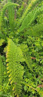 Dunes Beach - Half Moon Bay State Beach by null