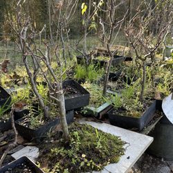 Delia's Bonsai Nursery