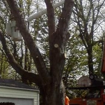 Vandervort Tree Service - Tree Trimming - Tree Services Near Me - Brockport, New York Vandervort Tree Service - Tree Trimming - Tree Services Near Me - Brockport, New York
