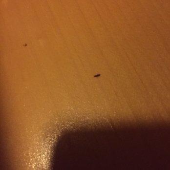 Great Wolf Lodge - More bed bugs! - Resorts Near Me - Grapevine, Texas Great Wolf Lodge - More bed bugs! - Resorts Near Me - Grapevine, Texas