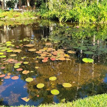 McKee Botanical Garden - Another angle of the lilypad pond. - Botanical Gardens Near Me - Vero Beach, Florida McKee Botanical Garden - Another angle of the lilypad pond. - Botanical Gardens Near Me - Vero Beach, Florida