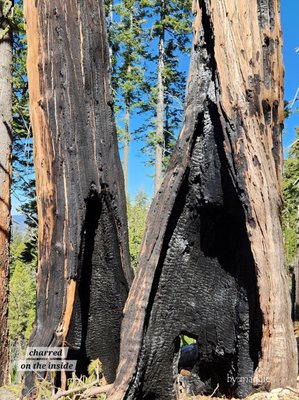 Mariposa Grove by null